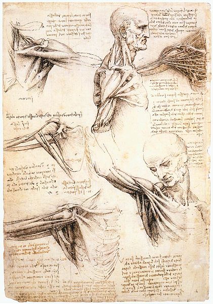 421px-Leonardo_da_Vinci_-_Anatomical_studies_of_the_shoulder_-_WGA12824