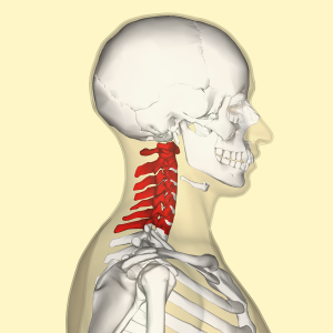 600px-Cervical_vertebrae_lateral2