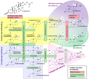 676px-Steroidogenesis.svg