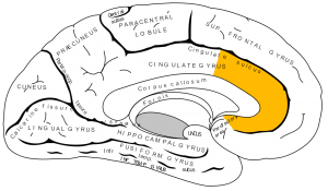 Gray727_anterior_cingulate_cortex