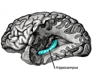 Gray739-emphasizing-hippocampus