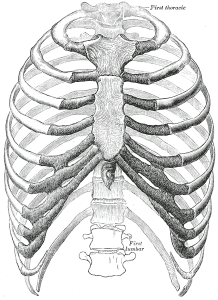 rib1