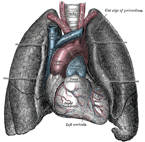Heart-and-lungs