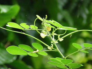 Senna_obtusifolia_with_flower_and_pods