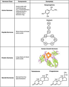 1802_Examples_of_Amine_Peptide_Protein_and_Steroid_Hormone_Structure