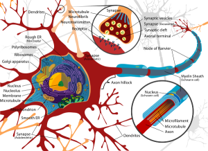 600px-Complete_neuron_cell_diagram_en.svg