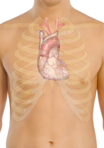 640px-Surface_anatomy_of_the_heart