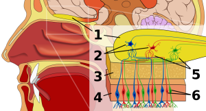 1024px-Olfactory_system.svg