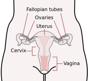 481px-Scheme_female_reproductive_system-en.svg
