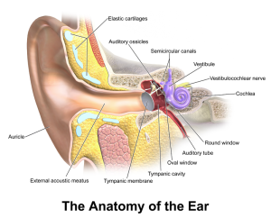 800px-Blausen_0328_EarAnatomy