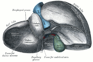 Gray1087-liver