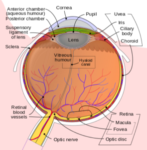 Schematic_diagram_of_the_human_eye_en.svg