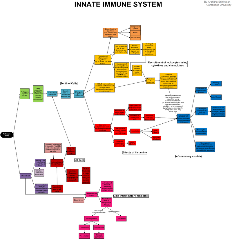 800px-Innate_immune_system