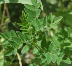 Astragalus_membranaceus