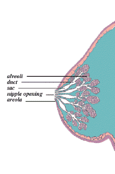 Breastfeeding