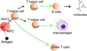 Lymphocyte_activation_simple