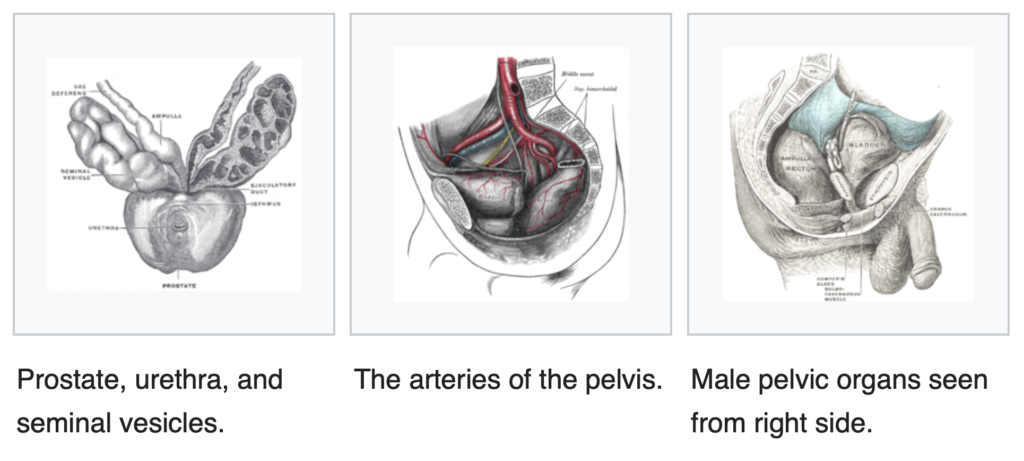 Prostate, urethra, male pelvic organs
