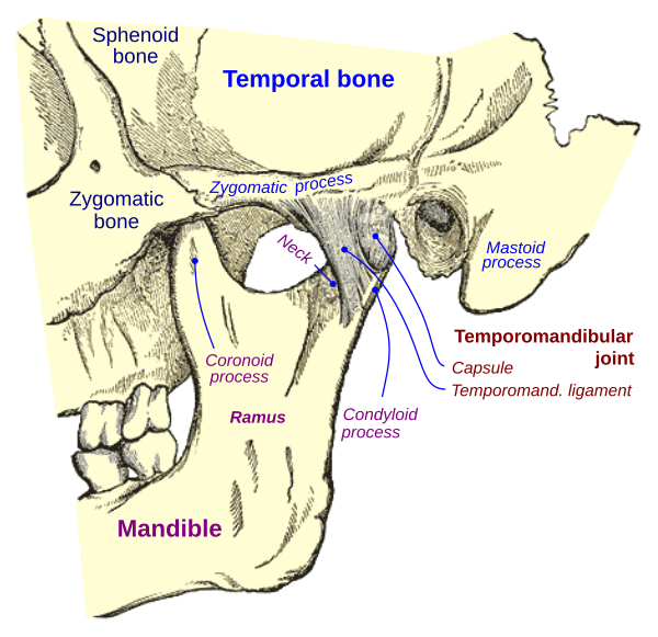 TMD TMJ Jaw