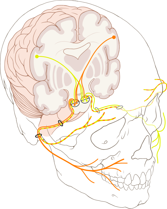 Cranial nerves