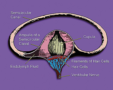 semicircular canal
